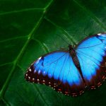 Blue Morpho, Morpho peleides, big butterfly sitting on green leaves, beautiful insect in the nature habitat, wildlife, Amazon, Peru, South America